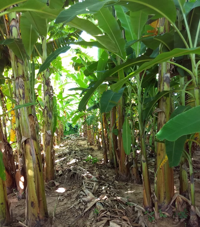 Plantação de bananeiras.jpg