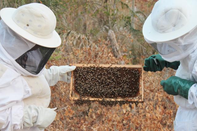 apicultores trabalhando20190514111756